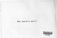 Septoria spartii image